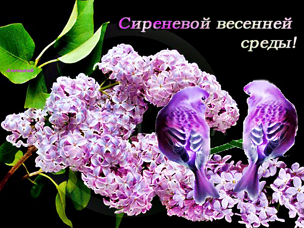 Картинки спокойной ночи с сиренью